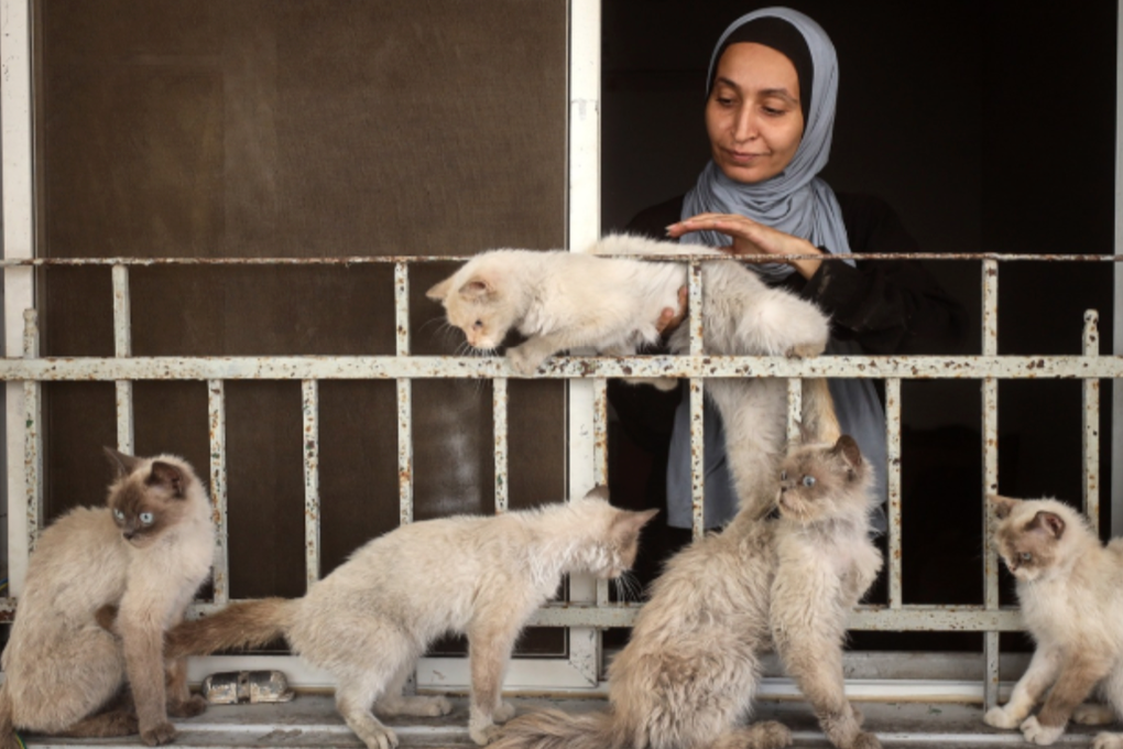 80. Starved cats [$2000]